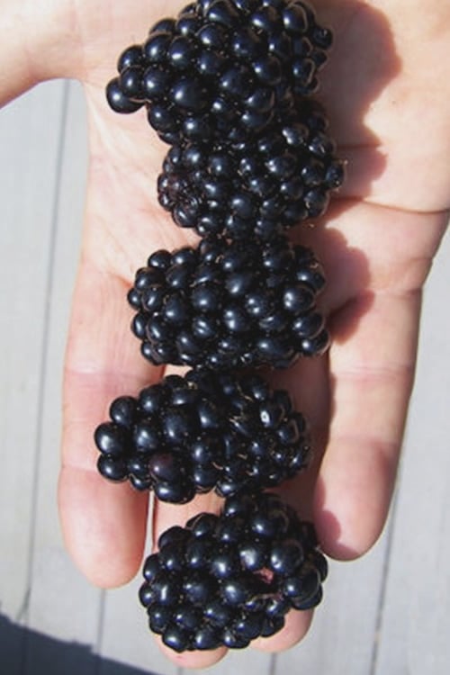  Apache Thornless Blackberry - 1 Gallon Pot