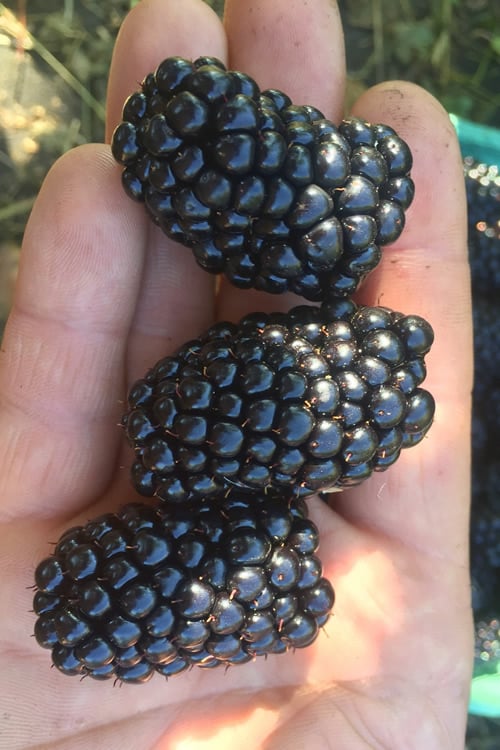  Kiowa Blackberry Plant - 1 Gallon Pot