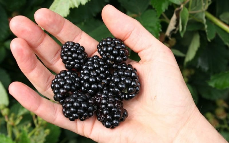  Navaho Thornless Blackberry - 1 Gallon Pot