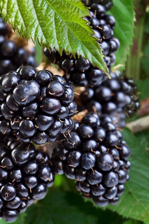  Navaho Thornless Blackberry - 1 Gallon Pot