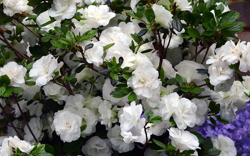  Snowball Bloom 'N Again Azalea - 2 Gallon Pot