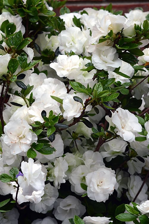  Snowball Bloom 'N Again Azalea - 2 Gallon Pot