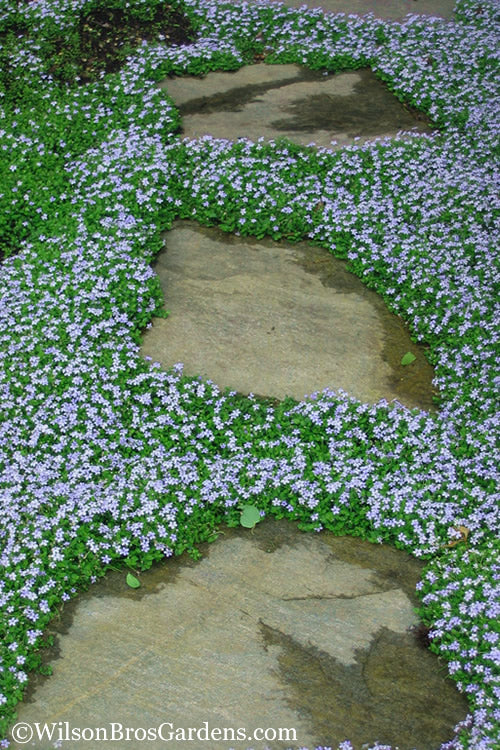  Blue Star Creeper (Laurentia Fluviatilis) - 18 Pack Of Pint Pots