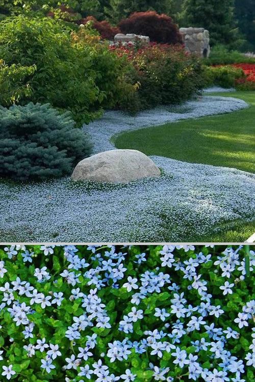  Blue Star Creeper (Laurentia Fluviatilis) - 18 Pack Of Pint Pots
