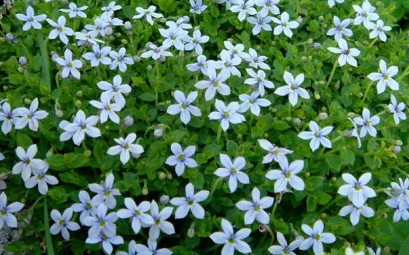  Blue Star Creeper (Laurentia Fluviatilis) - 18 Pack Of Pint Pots