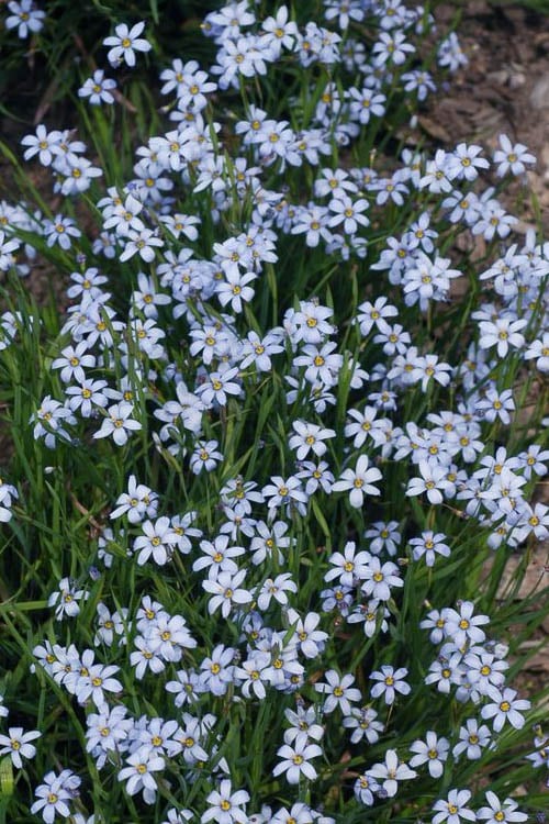  Suwannee Blue-Eyed Grass - 1 Gallon Pot