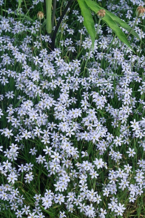  Suwannee Blue-Eyed Grass - 1 Gallon Pot