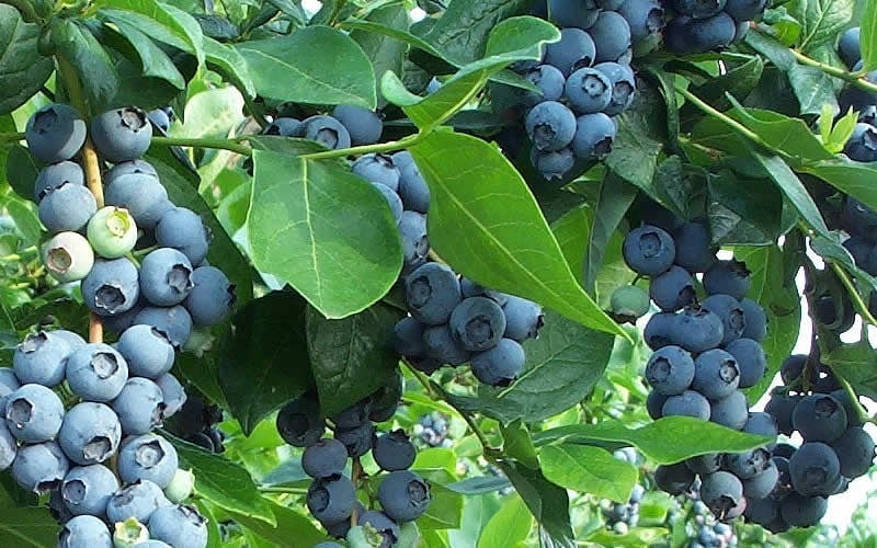  Premier Rabbiteye Blueberry - 3 Gallon Pot