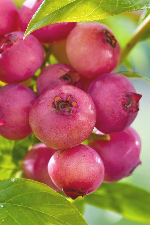  Pink Lemonade Blueberry - 3 Gallon Pot