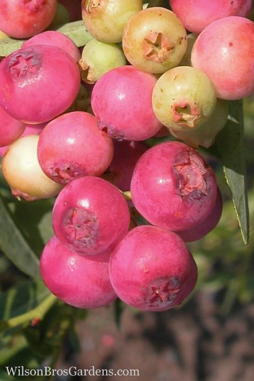  Pink Lemonade Blueberry - 3 Gallon Pot