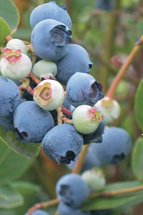  Powderblue Rabbiteye Blueberry - 1 Gallon Pot