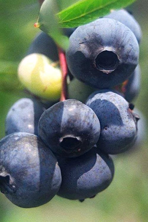  Titan Blueberry - 7 Gallon Pot