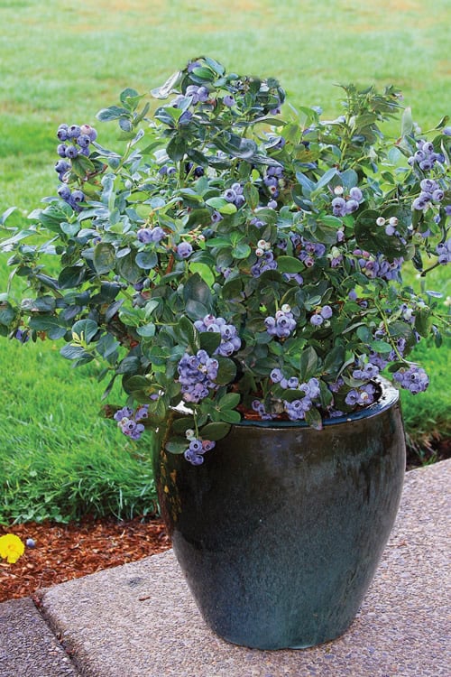  Top Hat Dwarf Blueberry - 1 Gallon Pot