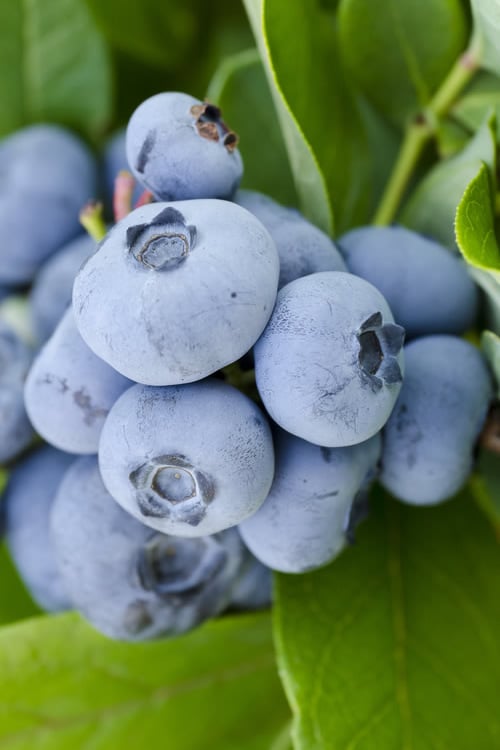  Woodard Rabbiteye Blueberry - 1 Gallon Pot