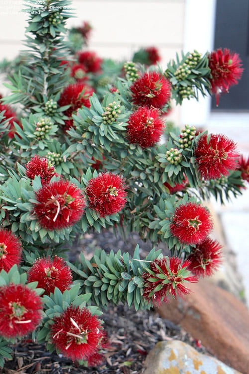  Little John Dwarf Red Bottlebrush (Callistemon Citinus) - 1 Gallon Pot