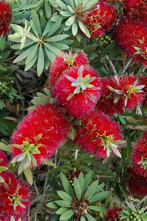  Little John Dwarf Red Bottlebrush (Callistemon Citinus) - 1 Gallon Pot