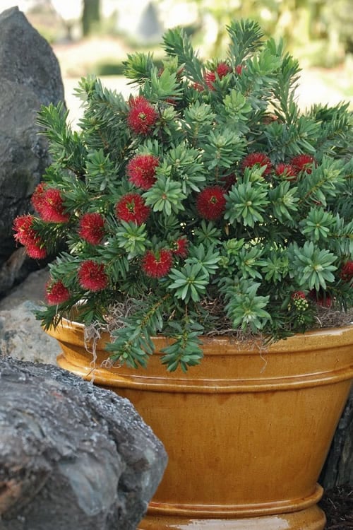  Little John Dwarf Red Bottlebrush (Callistemon Citinus) - 1 Gallon Pot