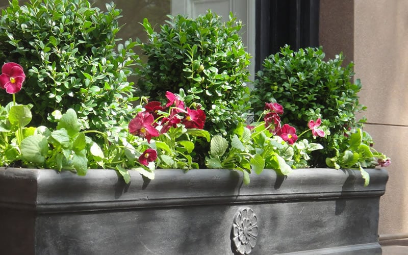  Dwarf English Boxwood - 1 Gallon Pot