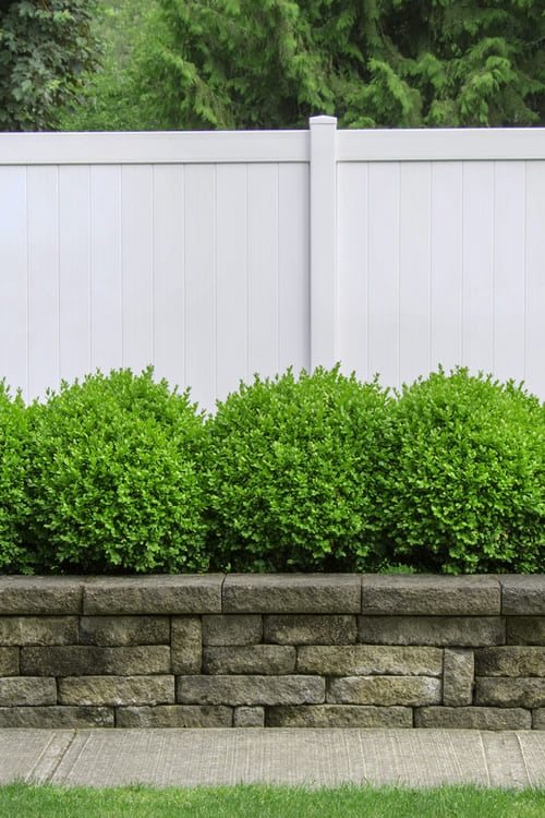  Dwarf English Boxwood - 1 Gallon Pot