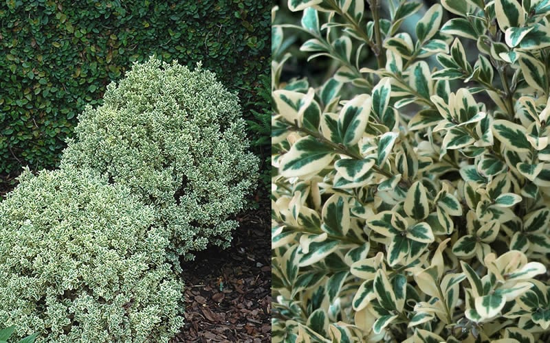  Dwarf Variegated Boxwood - 6 Pack Of 1 Gallon Pots