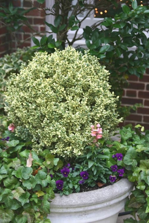  Dwarf Variegated Boxwood - 5 Gallon Pot