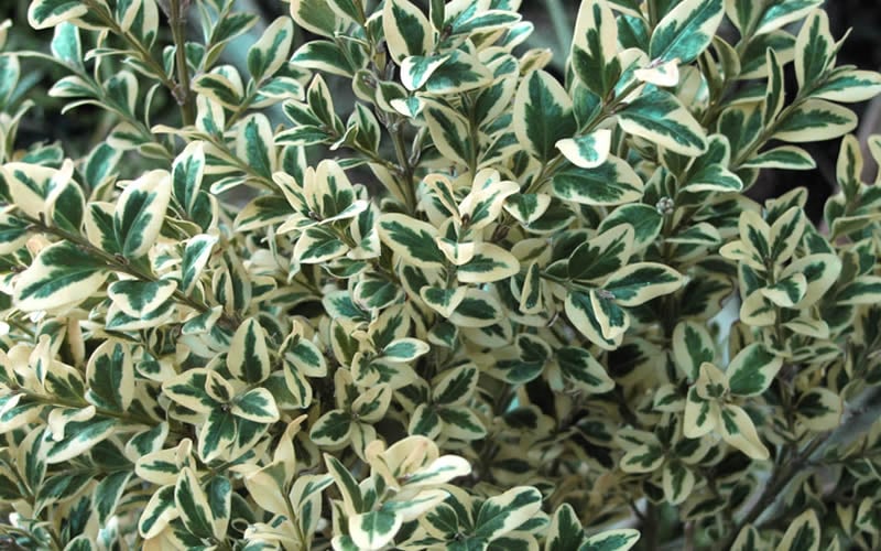  Dwarf Variegated Boxwood - 1 Gallon Pot