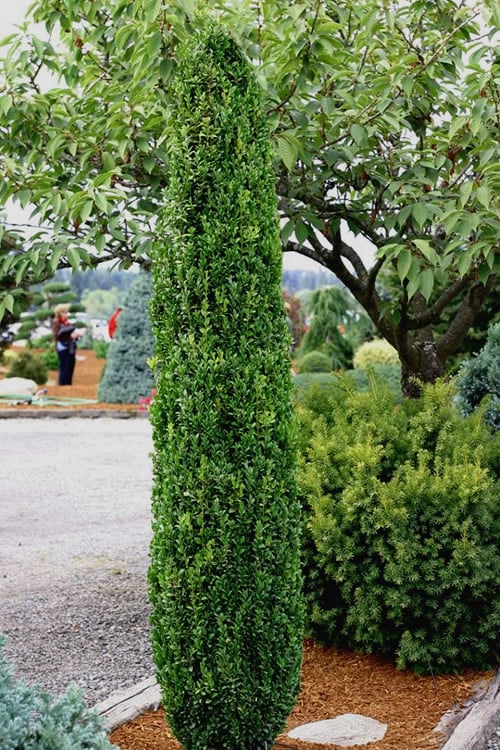  Graham Blandy Columnar Boxwood - 1 Gallon Pot