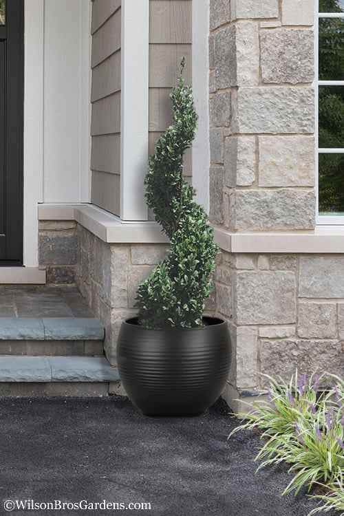  Common Boxwood Spiral Topiary - 5 Gallon Pot