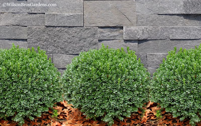  Korean Dwarf Boxwood - Buxus Sinica Var. Insularis 'Nana' - 6 Pack Of 1 Gallon Pots