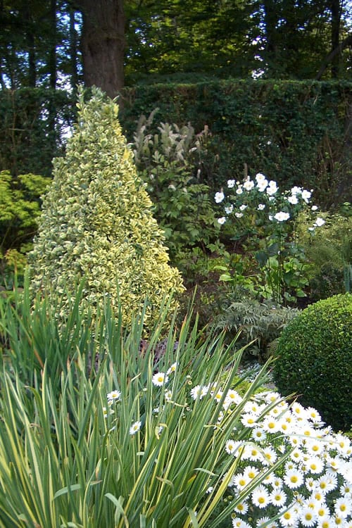  Variegated Boxwood (Buxus Sempervirens 'Aureovariegata') - 2 Gallon Pot - SALE 