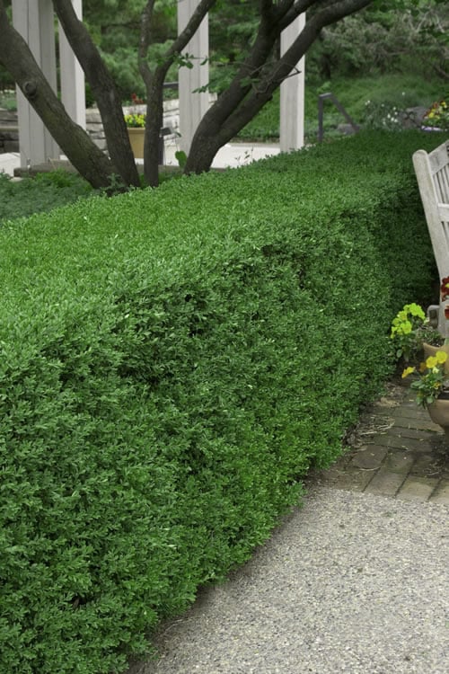  Richard Boxwood (Buxus Harlandii) - 3 Gallon Pot