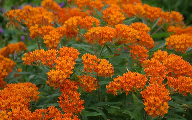  Orange Butterfly Milkweed (Asclepias Tuberosa) - 2.5 Quart Pot