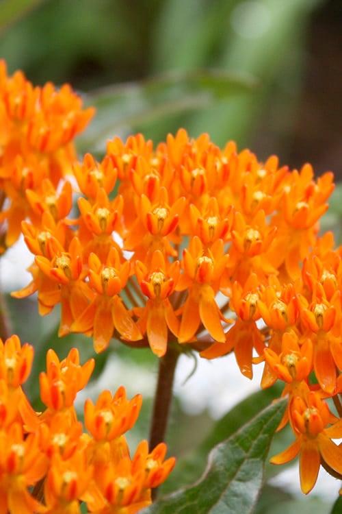  Orange Butterfly Milkweed (Asclepias Tuberosa) - 2.5 Quart Pot