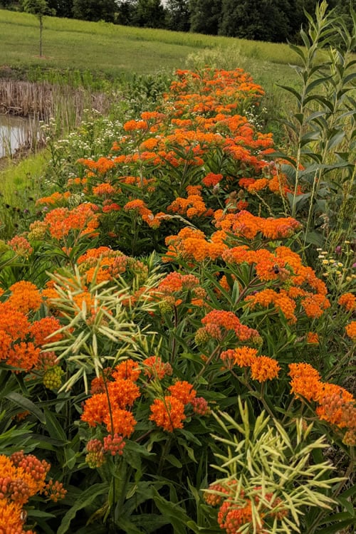  Orange Butterfly Milkweed (Asclepias Tuberosa) - 2.5 Quart Pot