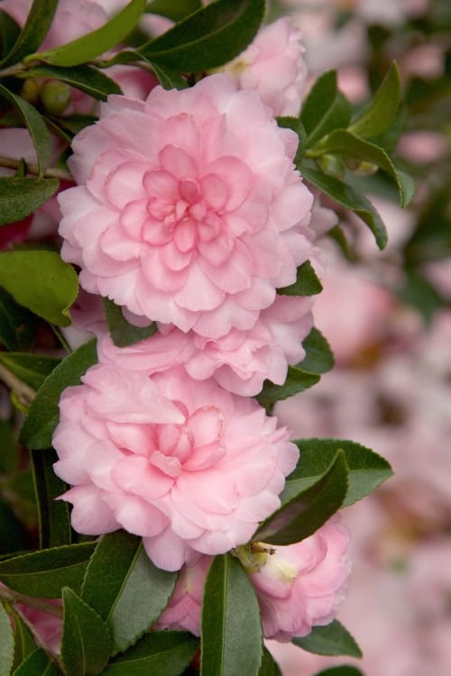  October Magic Pink Perplexion Camellia - 3 Gallon Pot