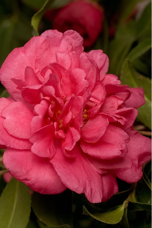  Alabama Beauty Camellia Sasanqua - 1 Gallon Pot