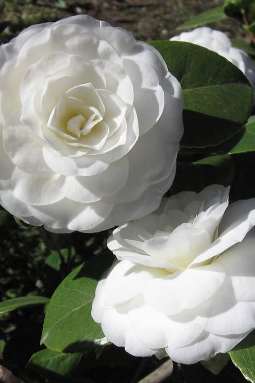  Alba Plena Camellia Japonica - 3 Gallon Pot