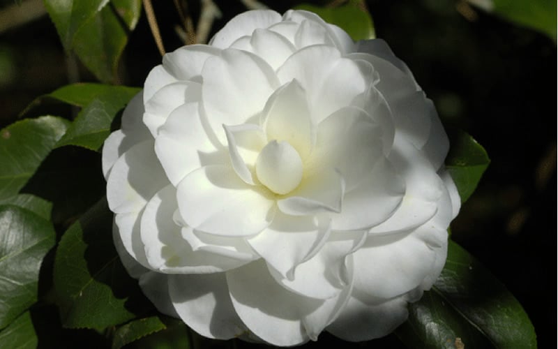  Alba Plena Camellia Japonica - 3 Gallon Pot
