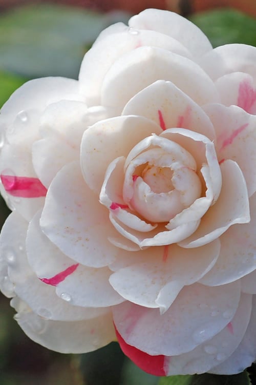  April Dawn Cold Hardy Camellia Japonica - 3 Gallon Pot