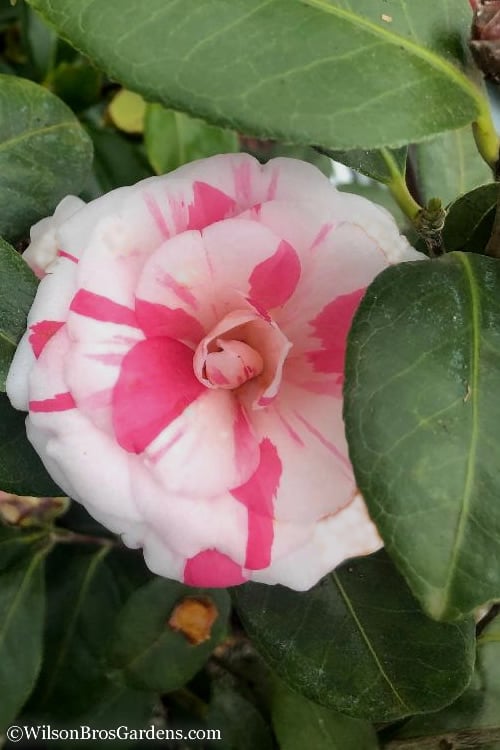  April Dawn Cold Hardy Camellia Japonica - 5 Gallon Pot 