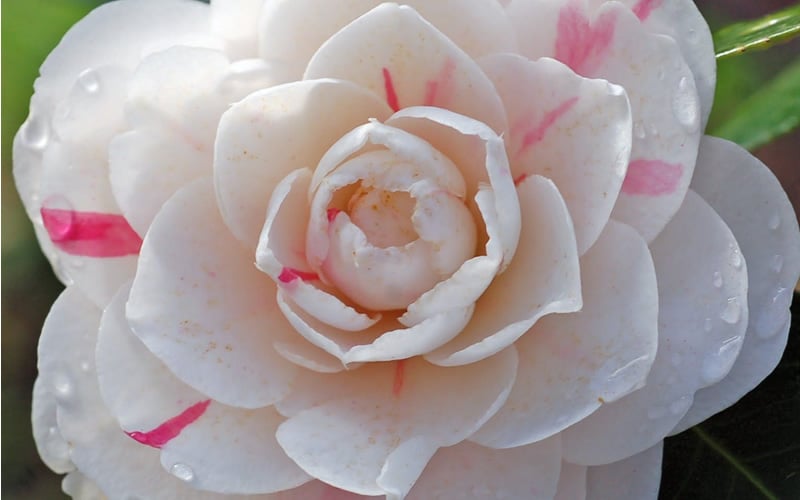  April Dawn Cold Hardy Camellia Japonica - 3 Gallon Pot