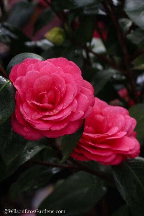  April Dawn Cold Hardy Camellia Japonica - 3 Gallon Pot