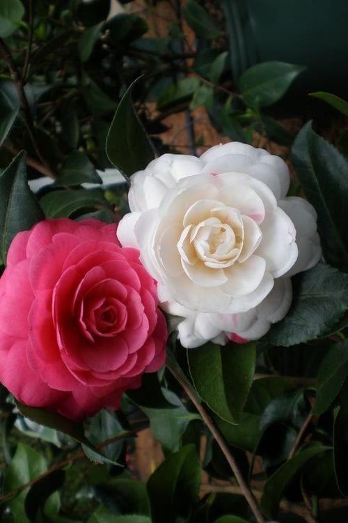  April Dawn Cold Hardy Camellia Japonica - 5 Gallon Pot 