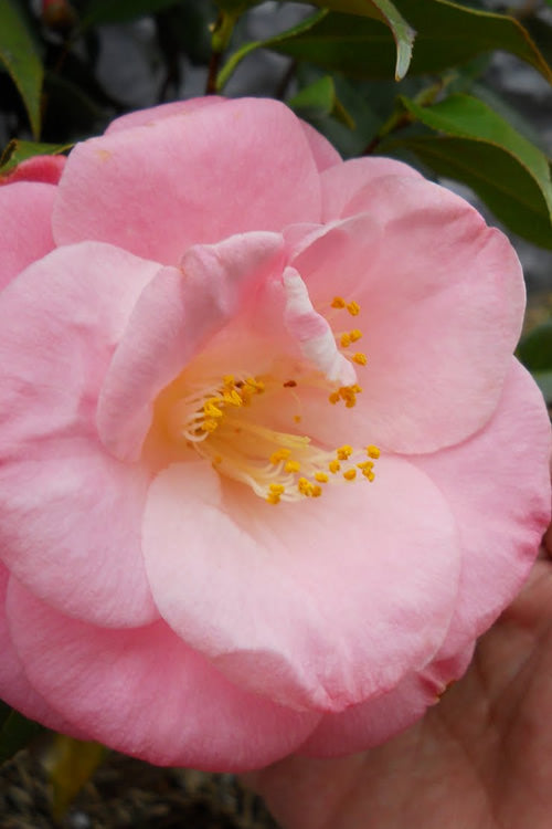  April Remembered Cold Hardy Pink Camellia Japonica - 7 Gallon Pot