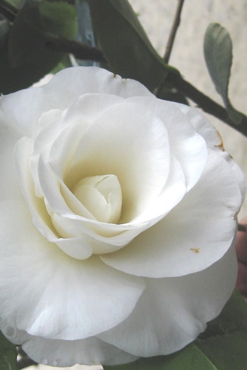  April Snow Camellia Japonica - 1 Gallon Pot