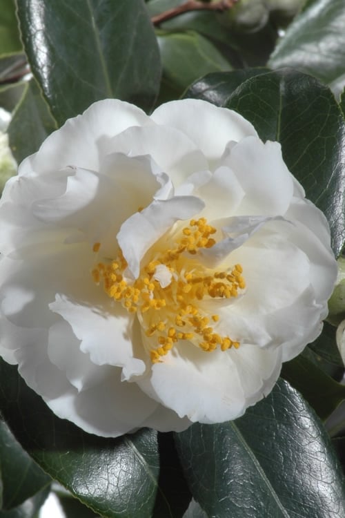  April Snow Camellia Japonica - 1 Gallon Pot