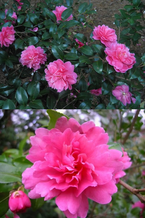  Autumn Spirit Camellia - Hybrid - 3 Gallon Pot