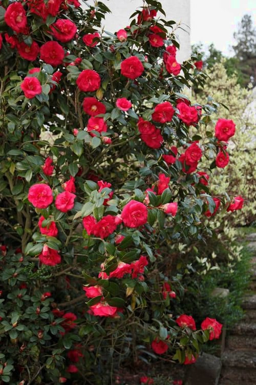 April Tryst Camellia Japonica - 7 Gallon Pot (3-4')