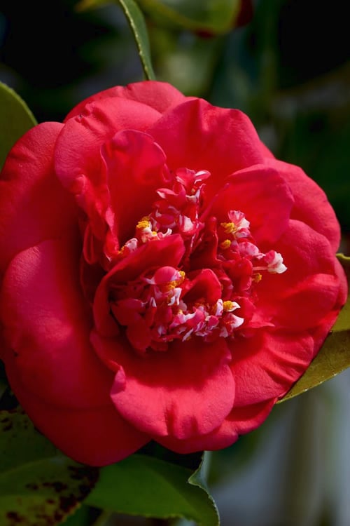  April Tryst Camellia Japonica - 7 Gallon Pot (3-4')