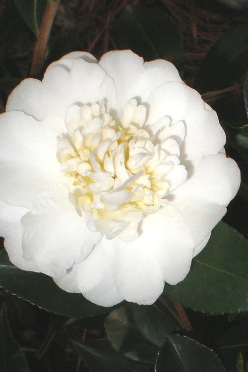  Autumn Rocket Camellia Sasanqua - 7 Gallon Pot (3-4')